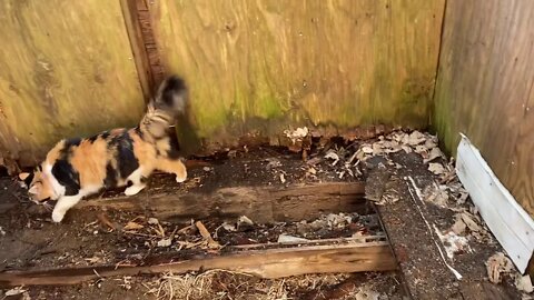 The Old Corn Crib - Part 3: Floor Removed