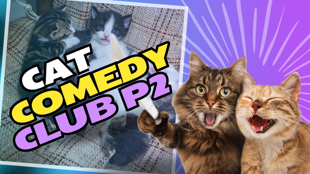 Cat Comedy Club - Part 2