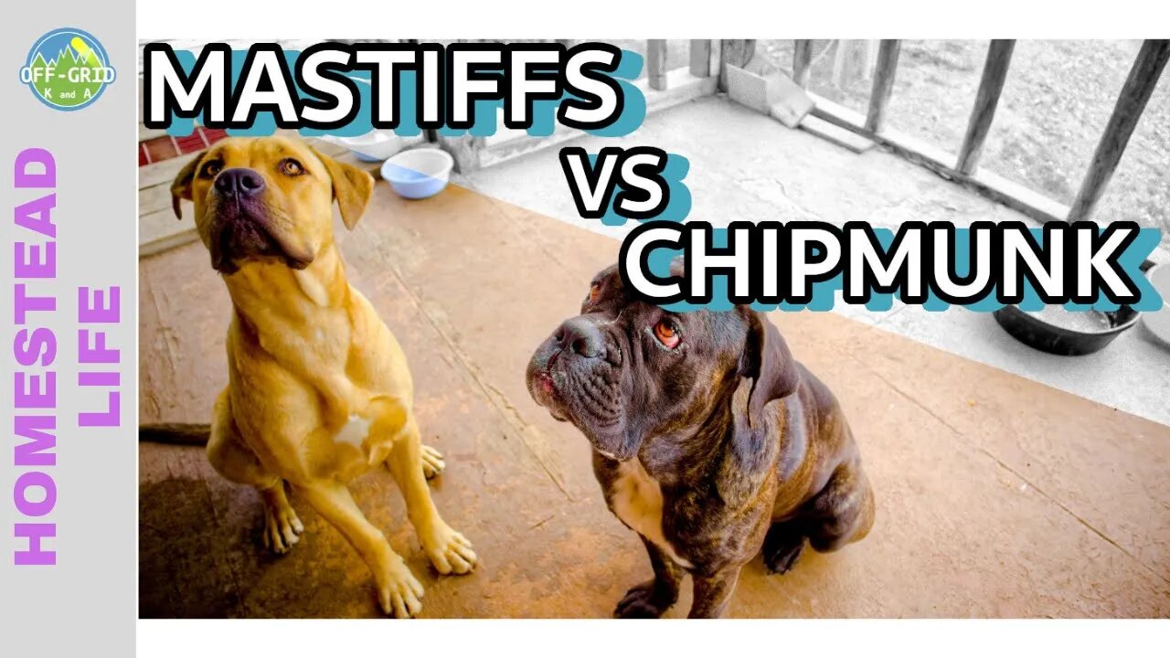 Mastiff Vs. Chipmunk // Homesteading VLOG