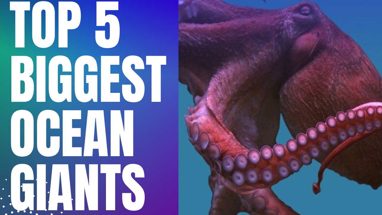 Top 5 biggets ocean giants