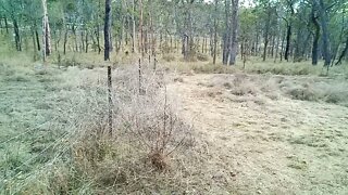 A new beginning, clearing a paddock and planting some trees Video 6 8th November 2021