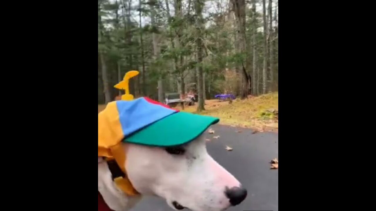 Try not to laugh 🤣funny animals