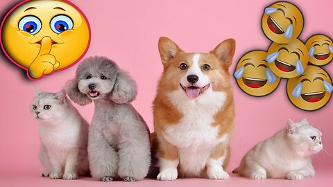 New Funny Videos 2023 ?? Cutest Cats and Dogs ????