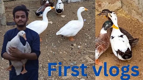 first vlogs for my animals #10october #2023 #shahbhai#ducks ❤❤❤❤❤❤❤❤❤