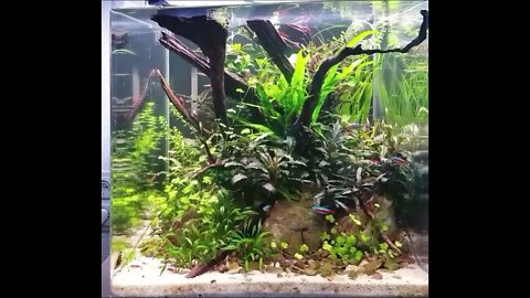 Aquascape Nano Cube