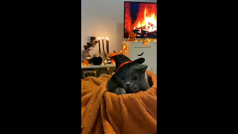 funny videos