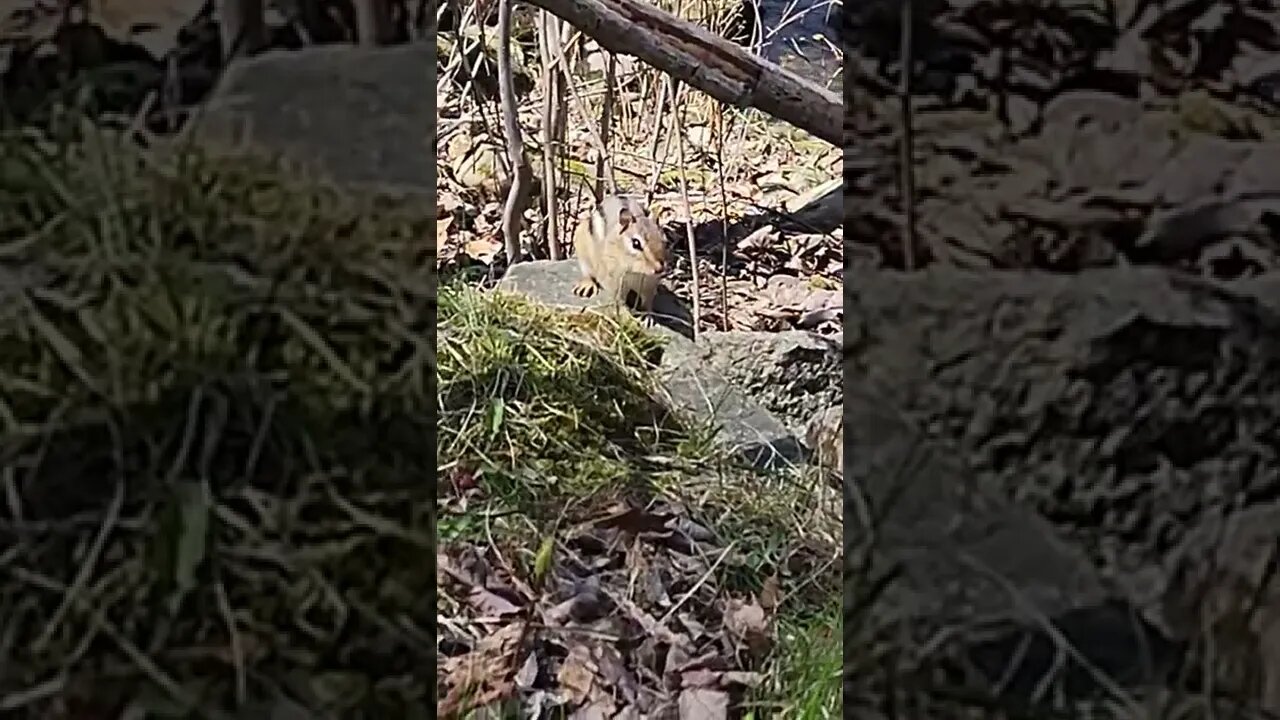 Chipmunk along the river