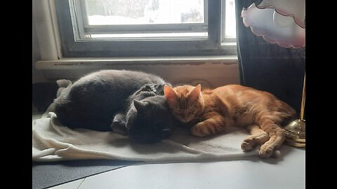 Cat make friends with squirrel