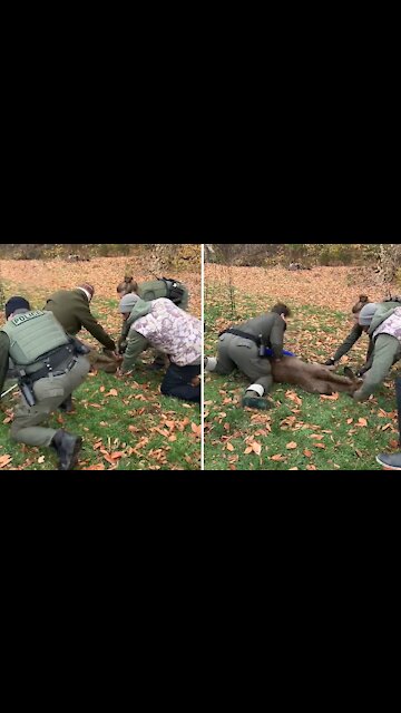 Police rescue buck tangled in soccer net