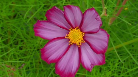 Flowers & Plants of Winthrop