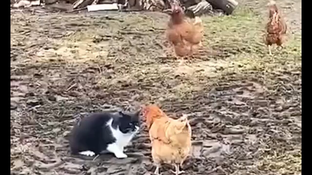 Cat Attacks Chicken But Has To Take On Two