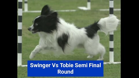 Swinger Vs Tobie Semi Final 30 Weave Up Back Incredible Dog Challenge Western Regionals_