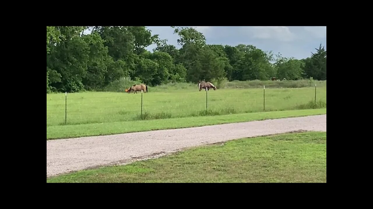 New Horse Almost Accepted Into Herd - Me Discussing Comments About How I Did This