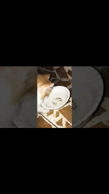 #persiancats #shorts #youtubeshorts #cutecat #blackcat #cutecat #brown #feeding