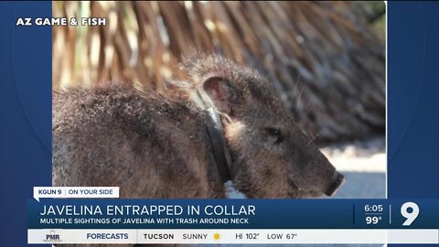 Look out for javelina with tight collar on neck