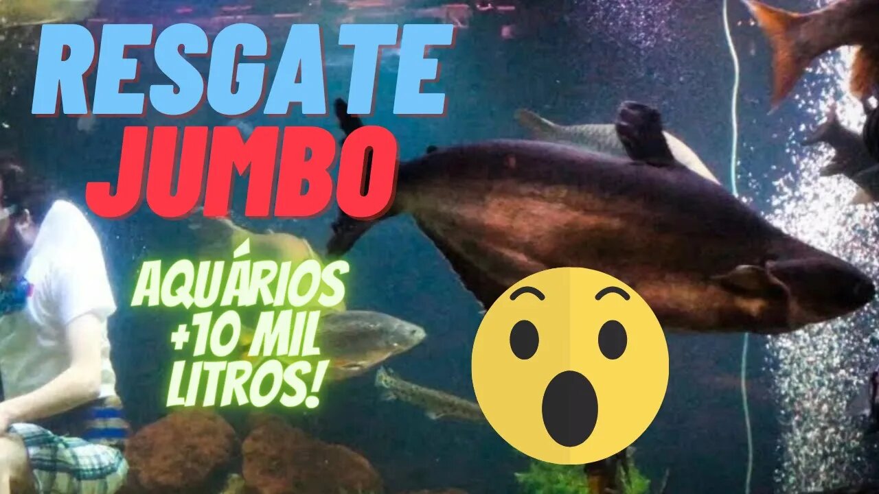 🔴 Incrível Projeto de Resgate de Peixes Jumbo