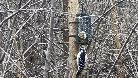 Hairy Wood Pecker James Gardens Toronto 2
