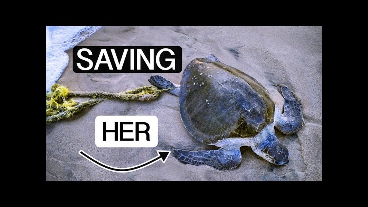 This is how WE SAVED a SEA TURTLE TANGLED in a FISHING ROPE