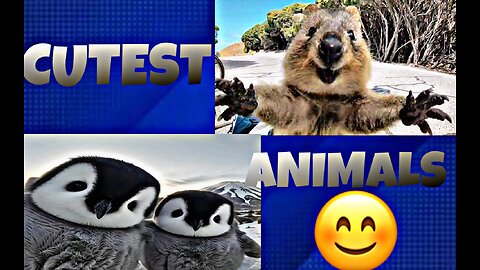 CUTEST ANIMALS compilation || Video 2022