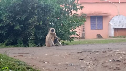 hanuman look on the road