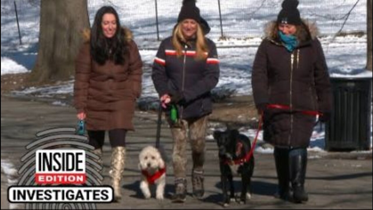 Dogs Are Getting Electrocuted on New York City Sidewalks