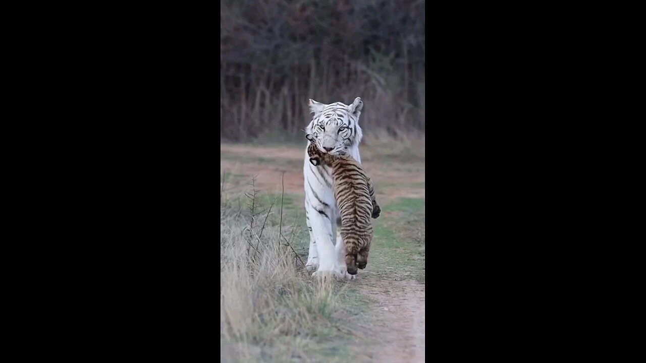 tiger life and its children