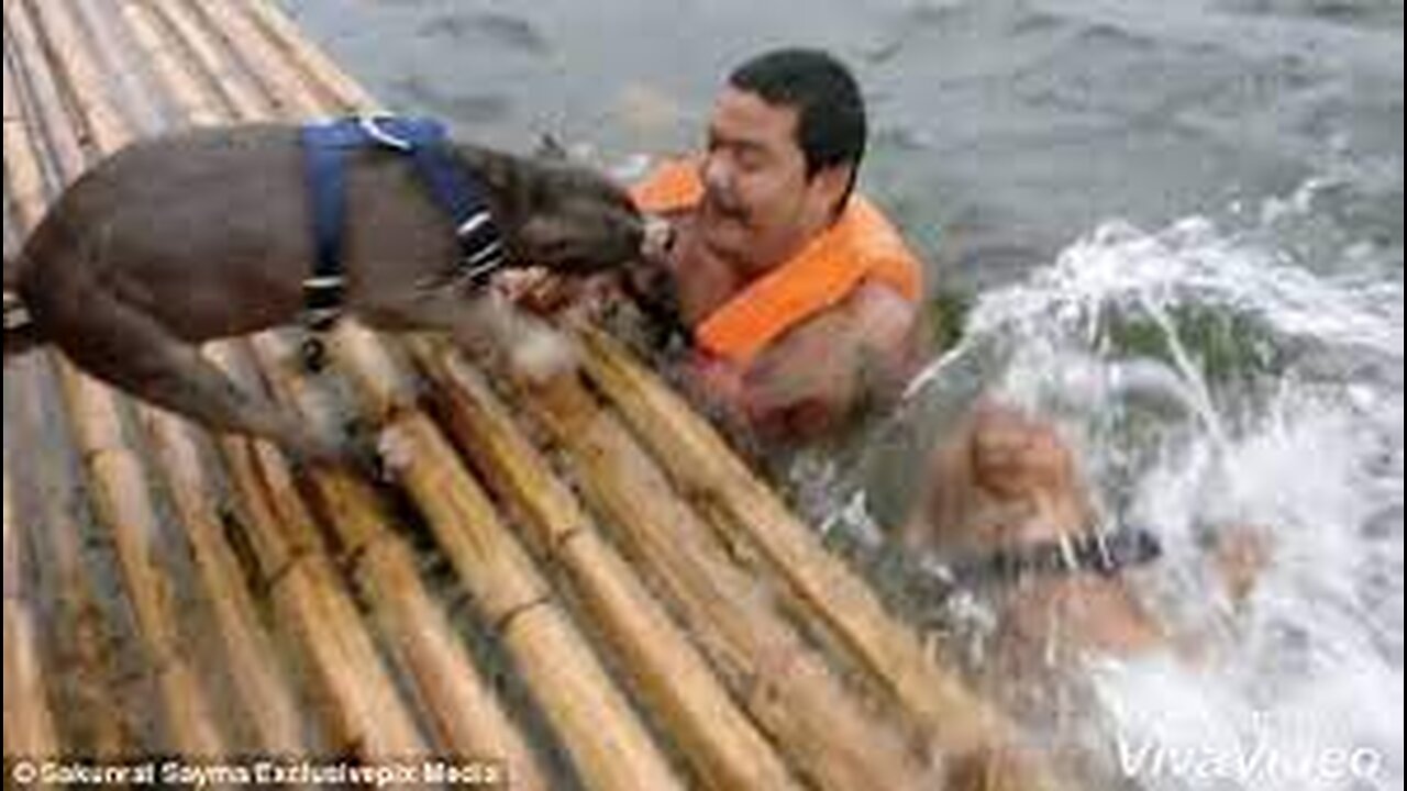 Dog Saves Man From Drowning. Must Watch.