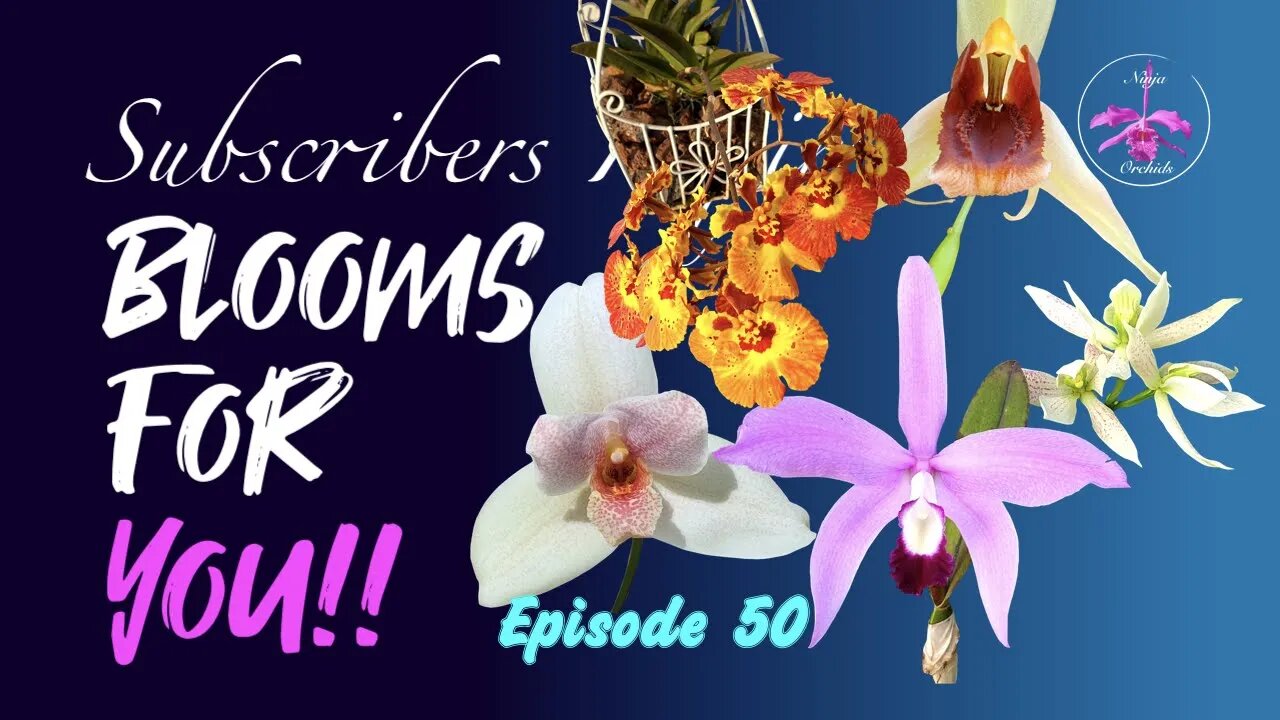 SUBSCRIBERS INSPIRE| You color my life | Blooms for YOU! Episode 50 🌸🌺🌼💐#Orchids #OrchidsinBloom