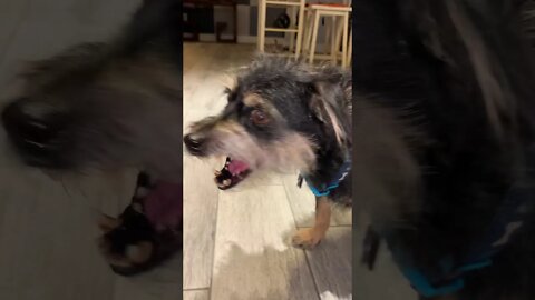 Dogs Eating Potato Chips