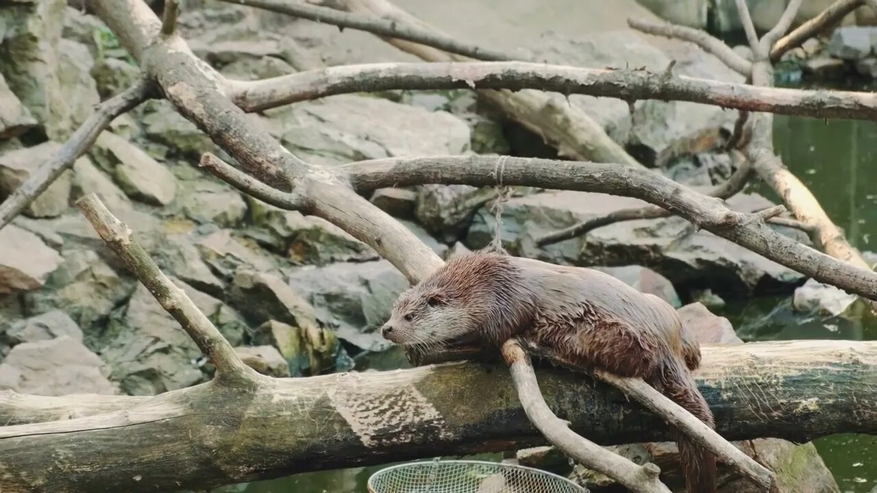 Wet otter lying on a cut tree. Visiting zoo