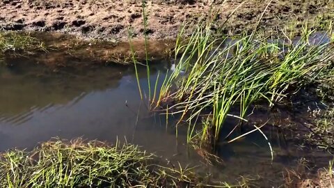 17 June 2022 looking at our beautiful creek on Arthur’s last day 💔🥲