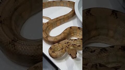 😱 Dangerous Nature's status ❤️ | Snake nature WhatsApp Status | amazing nature video ❤😳 #shorts(1)