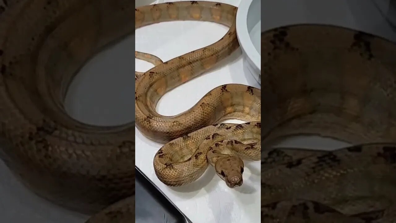 😱 Dangerous Nature's status ❤️ | Snake nature WhatsApp Status | amazing nature video ❤😳 #shorts(1)