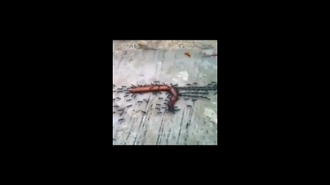 Ant