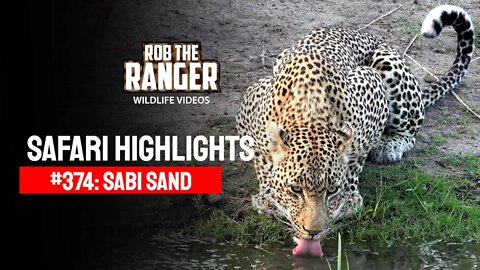 Safari Highlights #374: 24 - 26 October 2015 | Sabi Sand Nature Reserve | Latest Wildlife Sightings