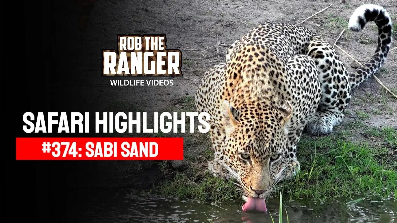 Safari Highlights #374: 24 - 26 October 2015 | Sabi Sand Nature Reserve | Latest Wildlife Sightings