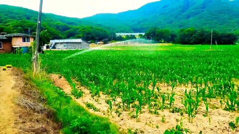 #Korea #view #summer Gwang-tan Ma-jang-ri Korea reguler view