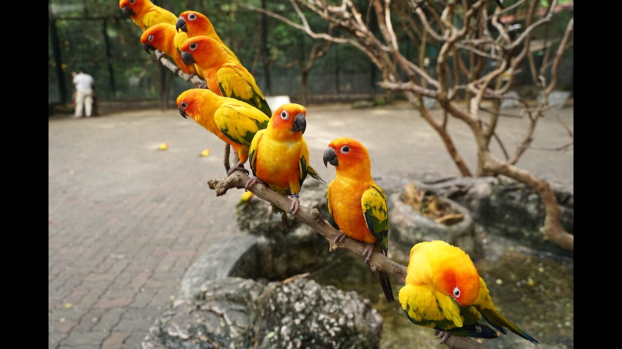 Avian Serenity: A Tranquil Journey with 🐦🌿 Birds of Various Species 🎥✨