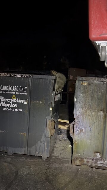 Raccoon in the Dumpster