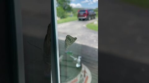 Butterfly on the window 🦋