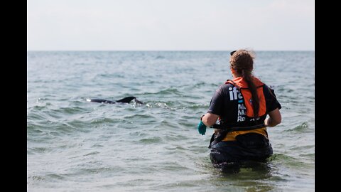 Dolphin rescued by a man in a cold weather!! 2021