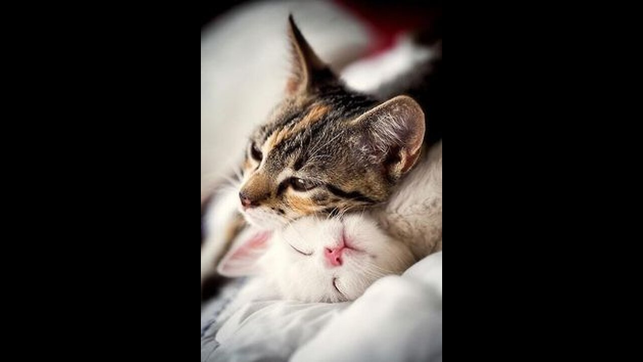 🥰Animals😍 Cat cartoon🥰 super funny💯