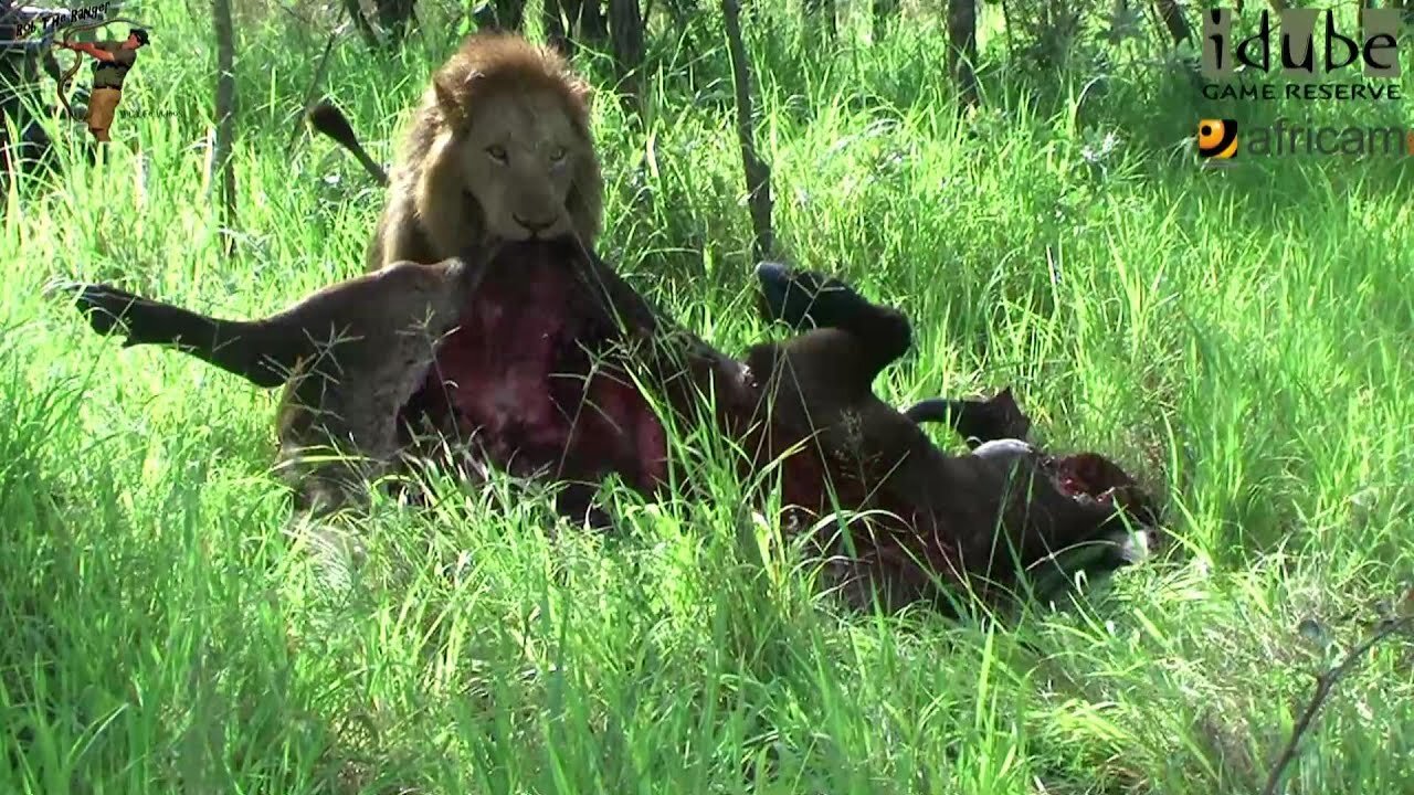 The Strength Of A Lion - Dragging a Buffalo Into The Shade