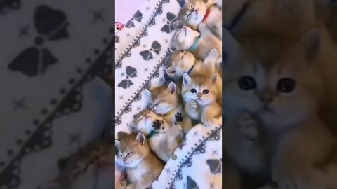 funny cat videos | cute cat videos| cute animals funny cats #shorts #shortsfunny #cutecat #funnycat