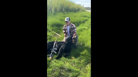 Black Bear In Alaska