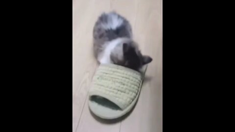 naughty cat