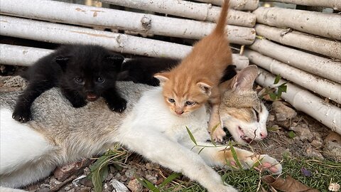 Rescue the poor mother cat with poisoning and 3 newborn kittens