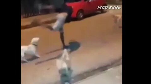 Street dog 🐶🐕 fight