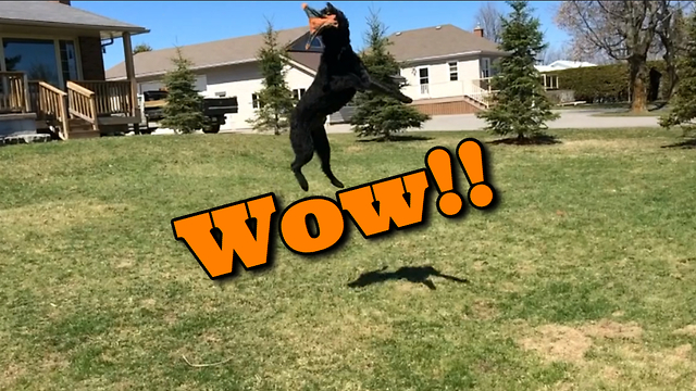 George the Labradoodle's incredible jumping ability