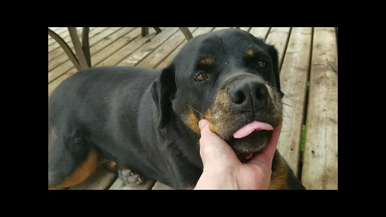 Gentle Female Rottweiler #rottweiler